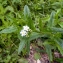  Emmanuel Stratmains - Myosotis nemorosa Besser [1821]