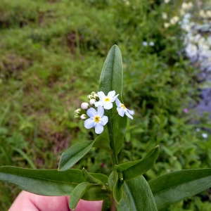 Photographie n°83172 du taxon Myosotis nemorosa Besser [1821]