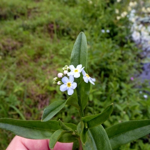 Photographie n°83172 du taxon Myosotis nemorosa Besser [1821]