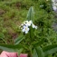  Emmanuel Stratmains - Myosotis nemorosa Besser [1821]