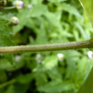 Photographie n°83189 du taxon Myosoton aquaticum (L.) Moench [1794]