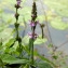  Emmanuel Stratmains - Stachys palustris L.