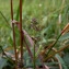  Emmanuel Stratmains - Verbascum blattaria L. [1753]