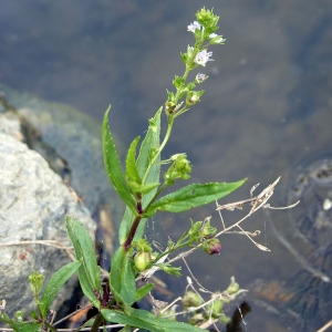 Photographie n°83220 du taxon Veronica scutellata var. pilosa Vahl [1804]