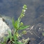  Emmanuel Stratmains - Veronica scutellata var. pilosa Vahl [1804]