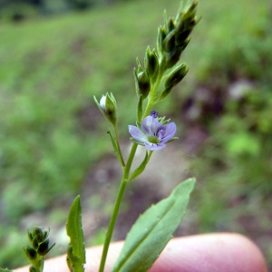 Photographie n°83224 du taxon Veronica scutellata var. pilosa Vahl [1804]