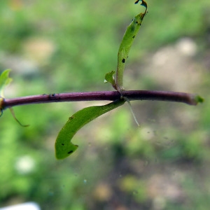 Photographie n°83226 du taxon Veronica scutellata var. pilosa Vahl [1804]