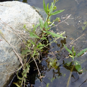  - Veronica scutellata var. pilosa Vahl [1804]