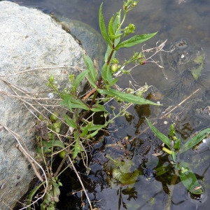  - Veronica scutellata var. pilosa Vahl [1804]