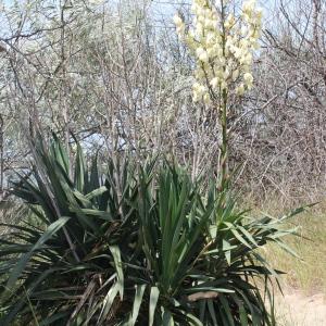  - Yucca recurvifolia Salisb.