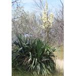 Yucca recurvifolia Salisb. (Yucca à feuilles courbées)