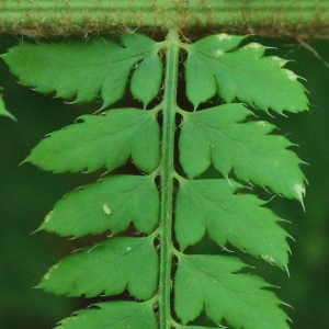 Photographie n°83235 du taxon Polystichum setiferum (Forssk.) T.Moore ex Woyn.