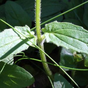 Photographie n°83240 du taxon Prunella hastifolia Brot. [1804]