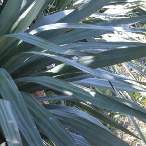 - Yucca recurvifolia Salisb.