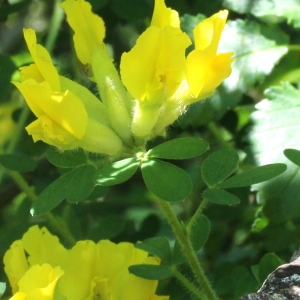 Photographie n°83258 du taxon Chamaecytisus supinus (L.) Link