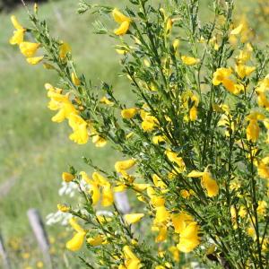 Photographie n°83261 du taxon Cytisus scoparius (L.) Link