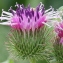  Marie  Portas - Arctium minus (Hill) Bernh.