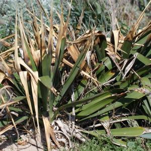 Photographie n°83280 du taxon Yucca gloriosa L.