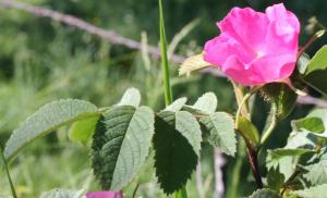 Marie  Portas, le 17 juin 2012 (Nasbinals)