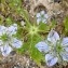  Claire Rigoulat - Nigella gallica Jord. [1852]