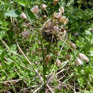 Photographie n°83307 du taxon Allium oleraceum L. [1753]