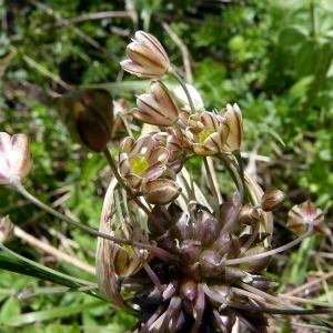 Photographie n°83308 du taxon Allium oleraceum L. [1753]