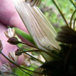 Photographie n°83314 du taxon Allium oleraceum L. [1753]