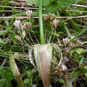 Photographie n°83315 du taxon Allium oleraceum L. [1753]