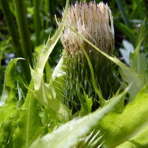 Cirsium oleraceum (L.) Scop. (Cirse faux épinard)