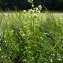  Emmanuel Stratmains - Cirsium oleraceum (L.) Scop. [1769]