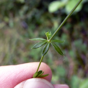 Photographie n°83320 du taxon Galium uliginosum L. [1753]