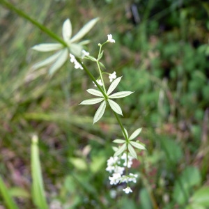 Photographie n°83321 du taxon Galium uliginosum L. [1753]