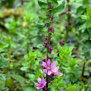 Photographie n°83328 du taxon Lythrum salicaria L.