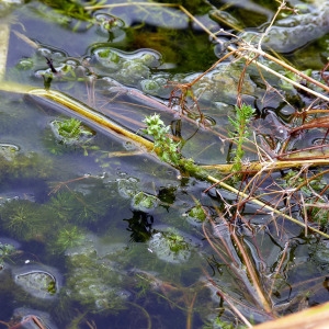 Photographie n°83329 du taxon Myriophyllum verticillatum L. [1753]