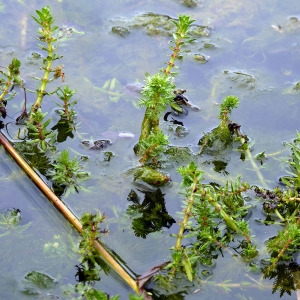 Photographie n°83330 du taxon Myriophyllum verticillatum L. [1753]