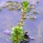  Emmanuel Stratmains - Myriophyllum verticillatum L. [1753]