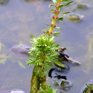  - Myriophyllum verticillatum L. [1753]