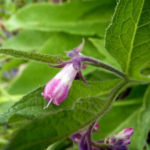 Photographie n°83333 du taxon Symphytum officinale subsp. officinale