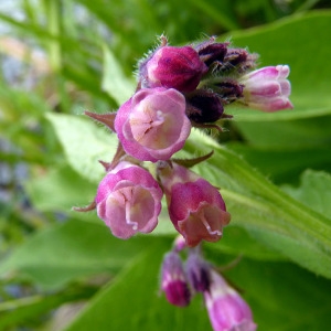 Photographie n°83334 du taxon Symphytum officinale subsp. officinale