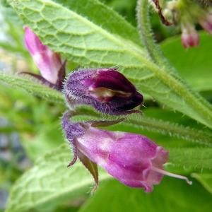 Photographie n°83336 du taxon Symphytum officinale subsp. officinale