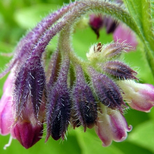 Photographie n°83338 du taxon Symphytum officinale subsp. officinale