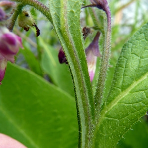 Photographie n°83339 du taxon Symphytum officinale subsp. officinale