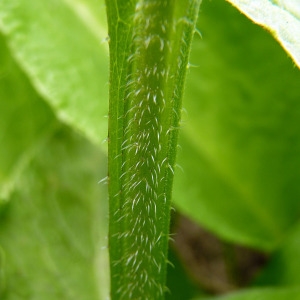 Photographie n°83340 du taxon Symphytum officinale subsp. officinale