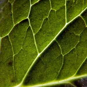 Photographie n°83343 du taxon Symphytum officinale subsp. officinale