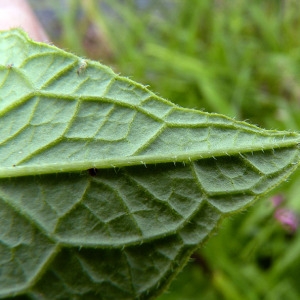 Photographie n°83347 du taxon Symphytum officinale subsp. officinale