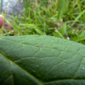 Photographie n°83348 du taxon Symphytum officinale subsp. officinale