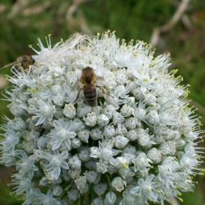 Allium cepaeiforme G.Don (Échalote)