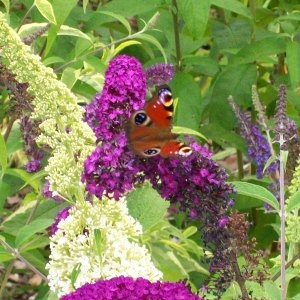 Photographie n°83356 du taxon Buddleja davidii Franch. [1887]