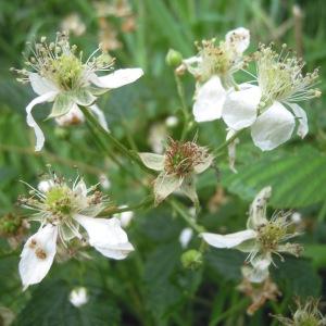 Rubus opacus Bertram