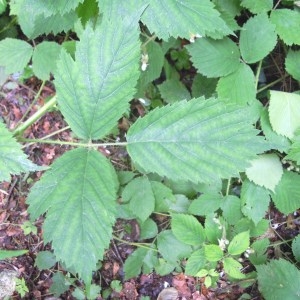 Photographie n°83422 du taxon Rubus multifidus Boulay & Malbr. ex Lefèvre [1877]